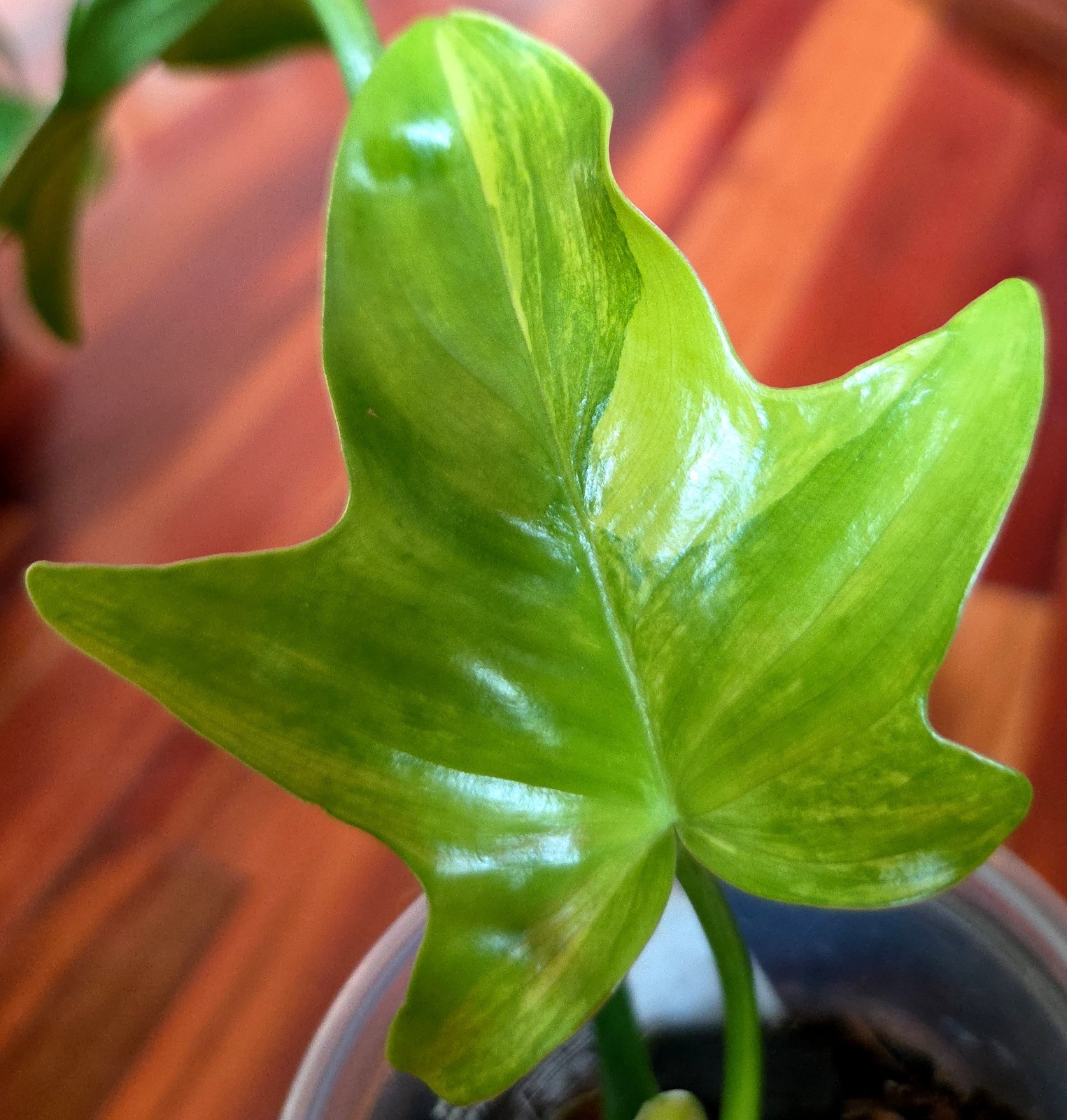 Rare Philodendron Variegated Pedatum 12″ Tall Not Monstera Anthurium Aroid