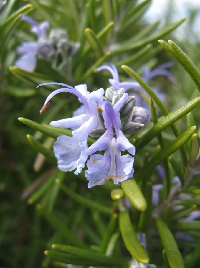 1 Live Rosemary – Tuscan Blue Plant – 1–3” Tall in Plug