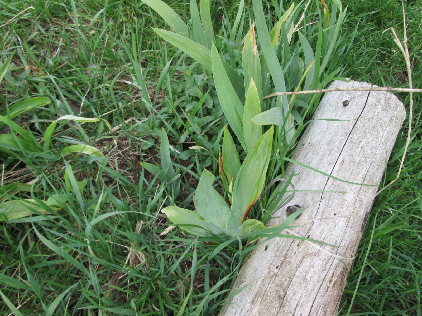 10 Iris Fresh Bearded Iris Rhizomes Mixed Varieties