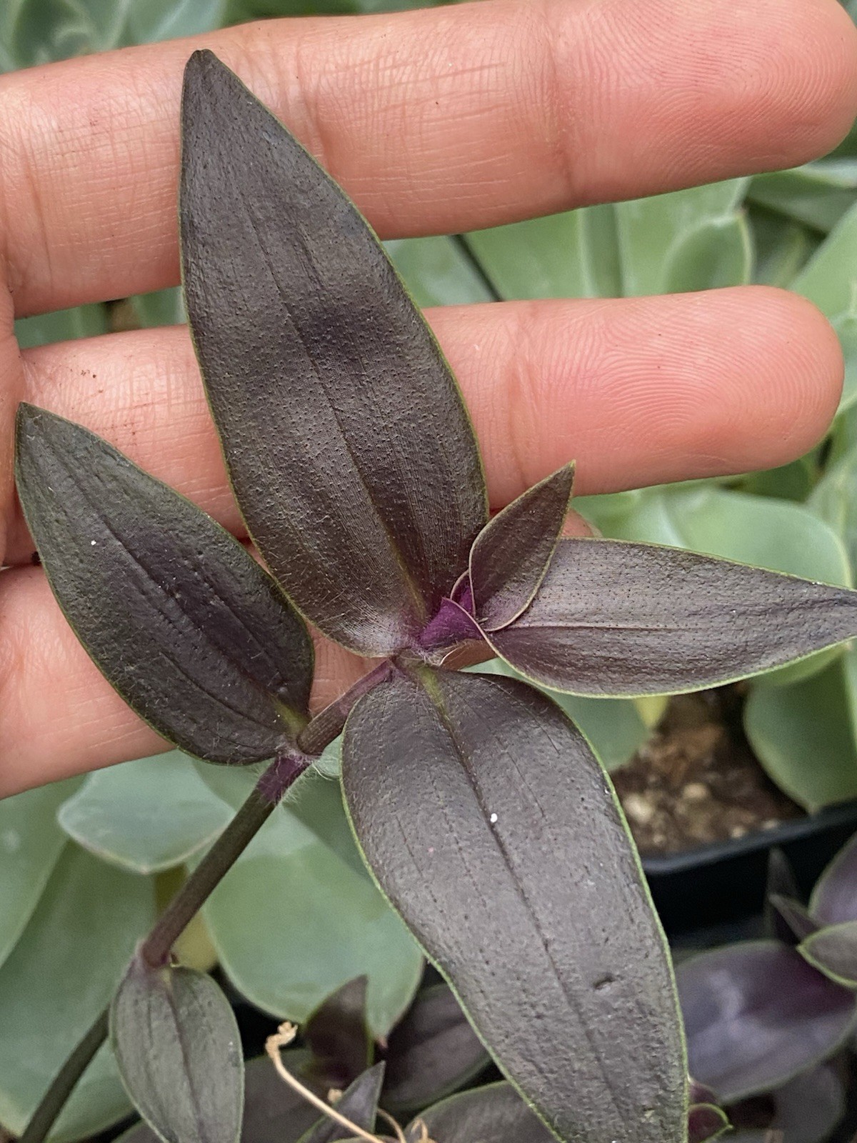 Dark Desire Wandering Dude, Tradescantia Jose Puig, Rare 2 Rooted Cuttings