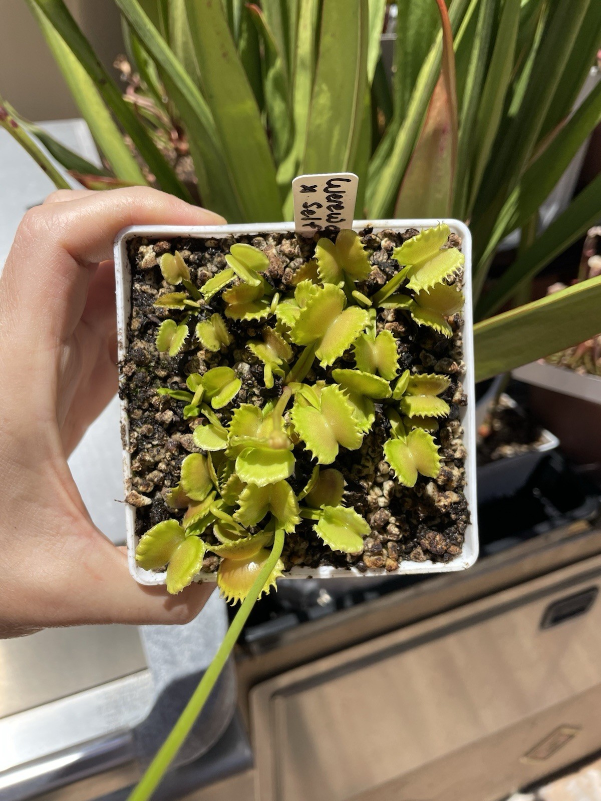 Werewolf x Werewolf Flytrap Compot – Adult Carnivorous Plants – Dionaea