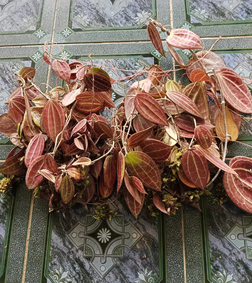 Hoya Macrophylla Super Red