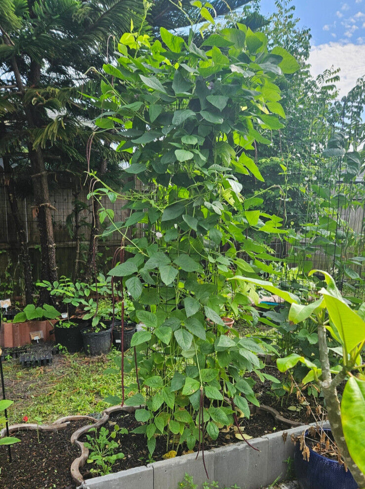 Oriental Red Noodle Bean / Red Yardlong Seeds (25) / ORGANIC / FLORIDA GROWN