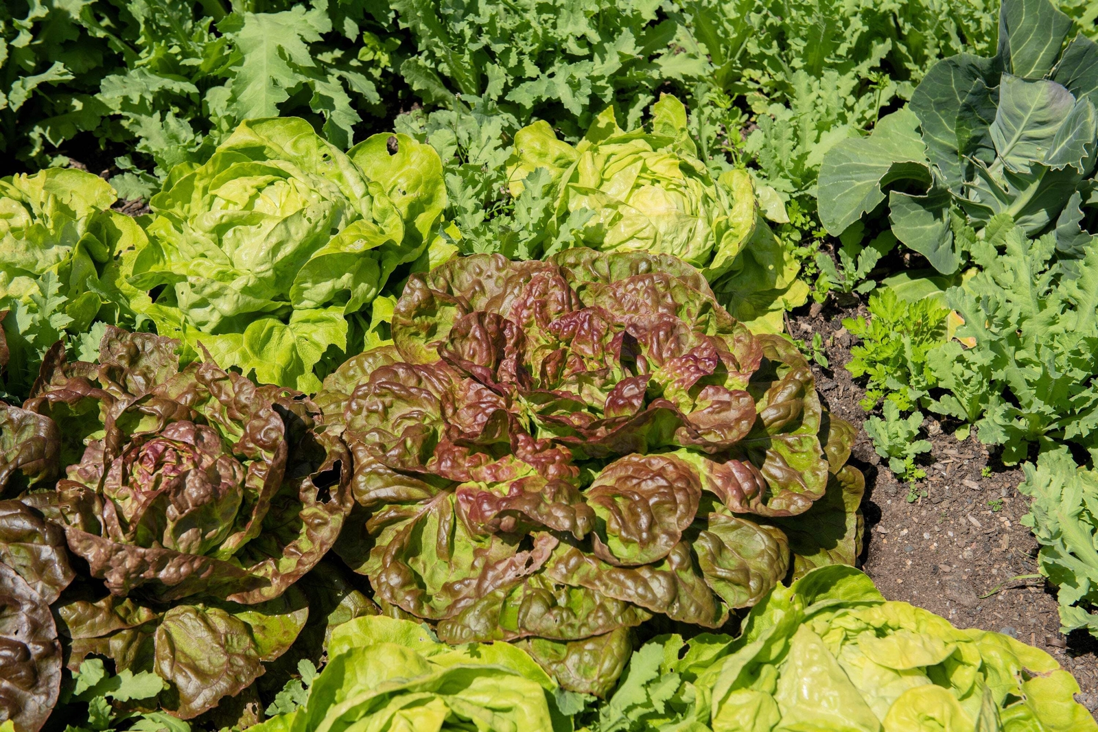 3000 BRONZE MIGNONETTE LETTUCE Butterhead Lactuca Sativa Vegetable Seeds *CombSH