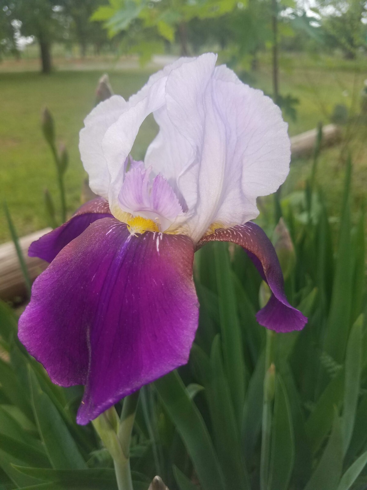 5 MIXED VARIETIES IRIS Rhizomes FREE SHIPPING