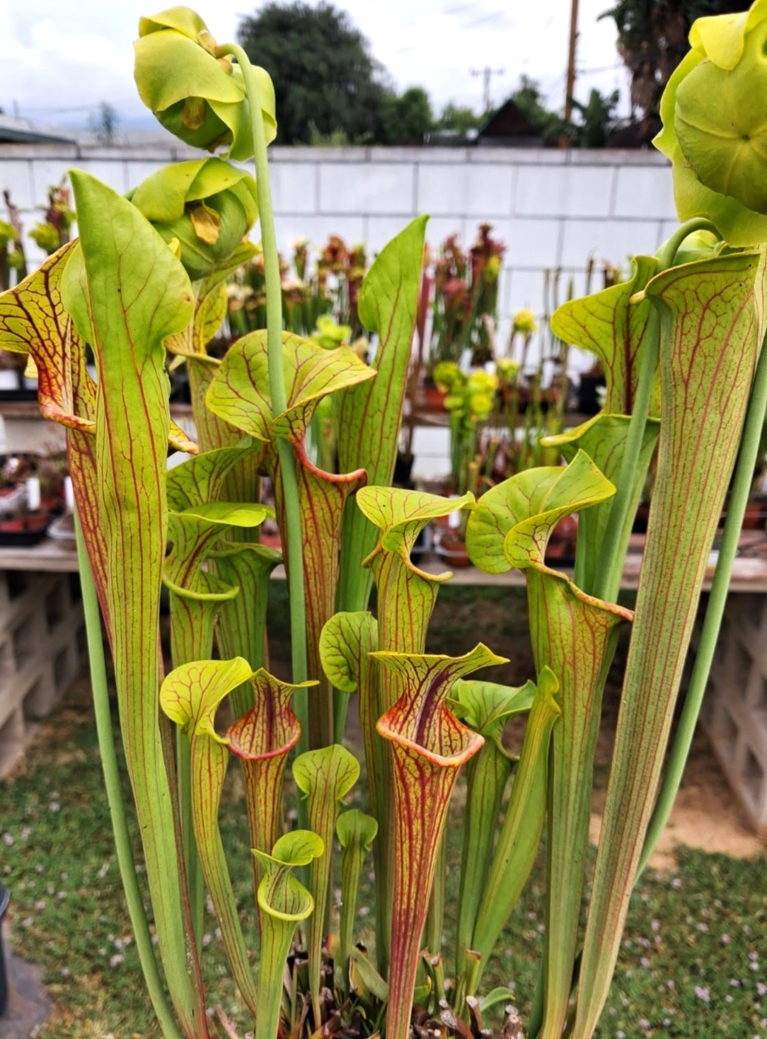 Live Carnivorous Plants – Sarracenia Reptilian Rose Sister (small size)