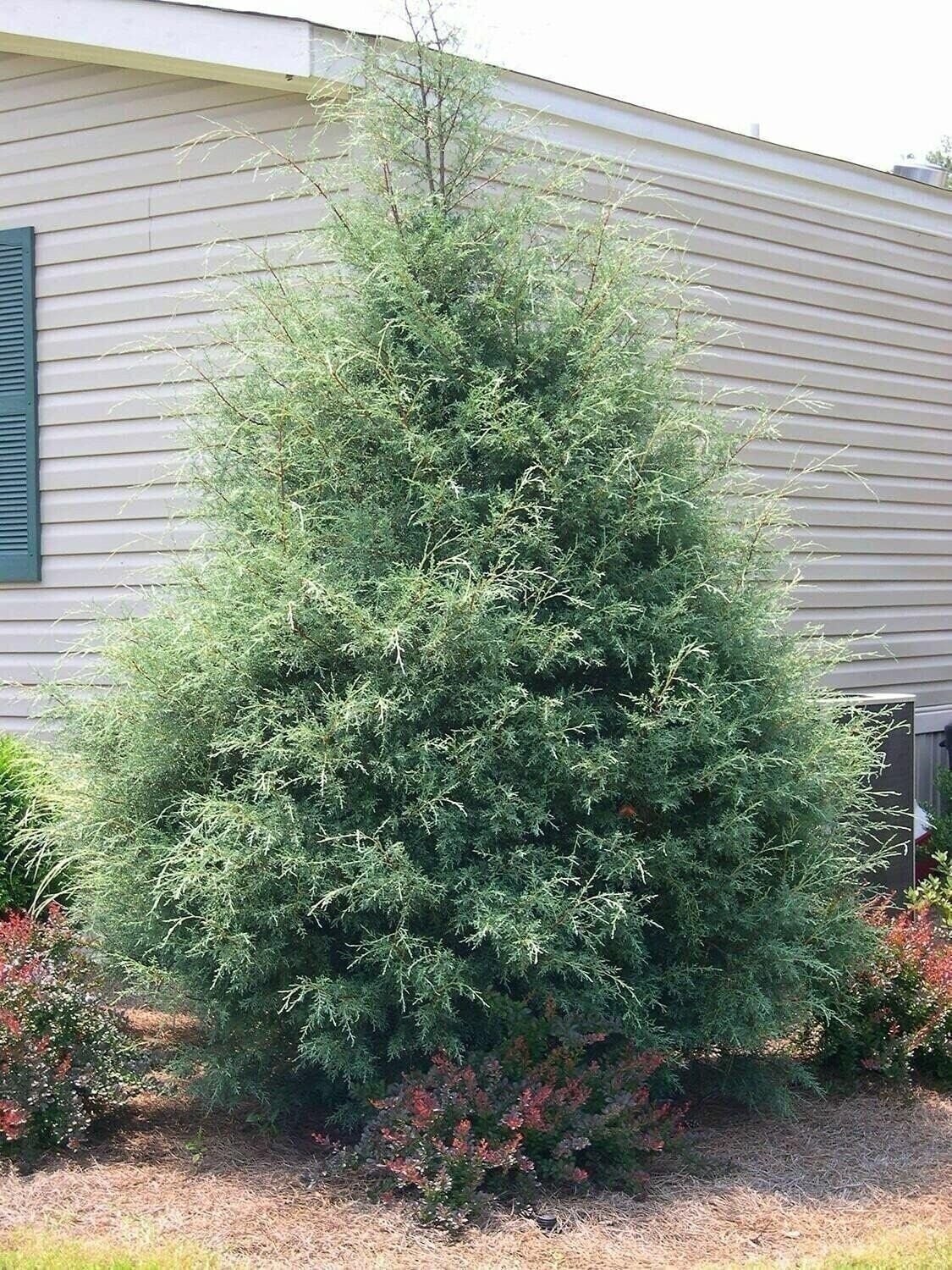 Carolina Sapphire Cypress | 2 Inch | Cupressus arizonica | Low Maintenance Plant