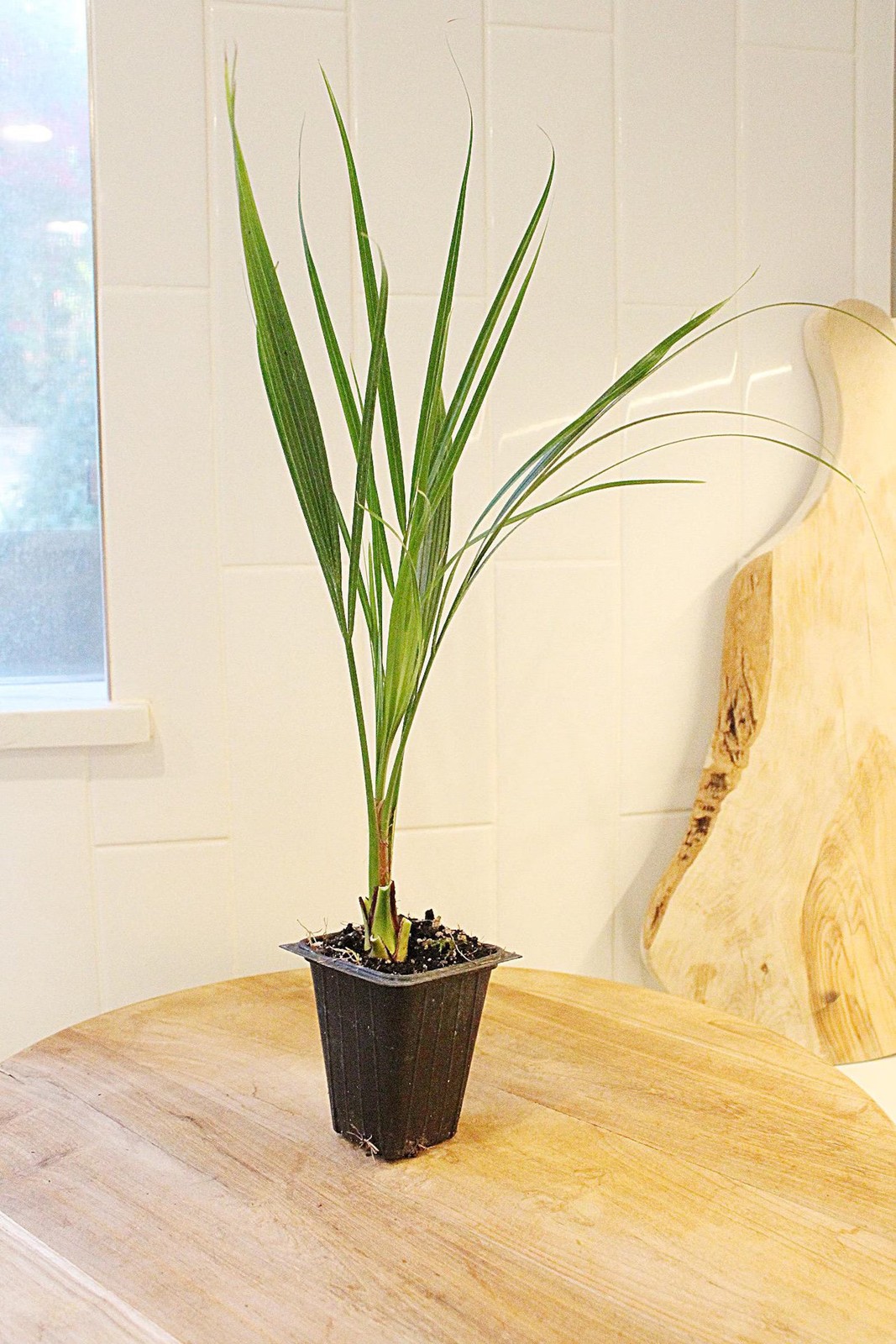 Pygmy Date Palm, 2.5 Inch Pot, Tropical Indoor Starter Plant
