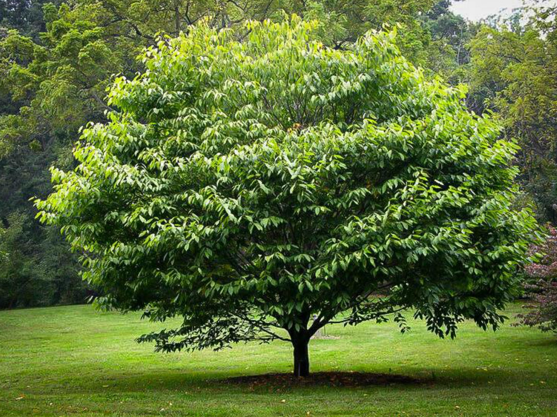 2 Live American Hornbeam Plant – 12” Tall – 4” Pot – Native Shade Tree