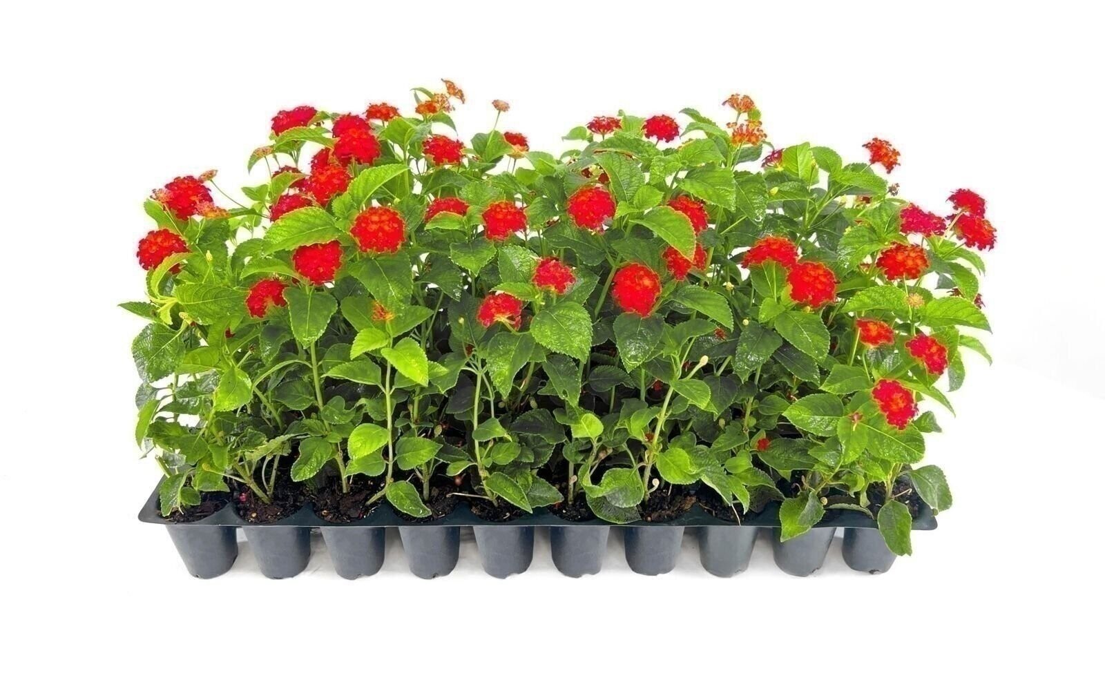 Lantana Dallas Red | 2 Inch | Lantana camara | Butterfly Magnet | Heat Tolerant