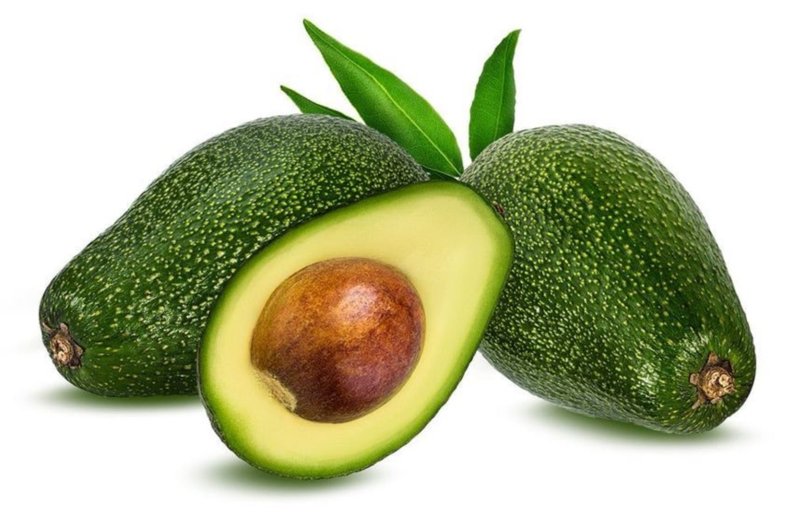 Avocado ‘Pinkerton’ grafted plant, Primo Size 18”-36” tall, “A” type