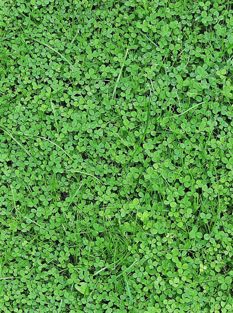 Dutch White Clover Seeds – For 2025 Planting Lush Lawn Cover Landscape Clovers