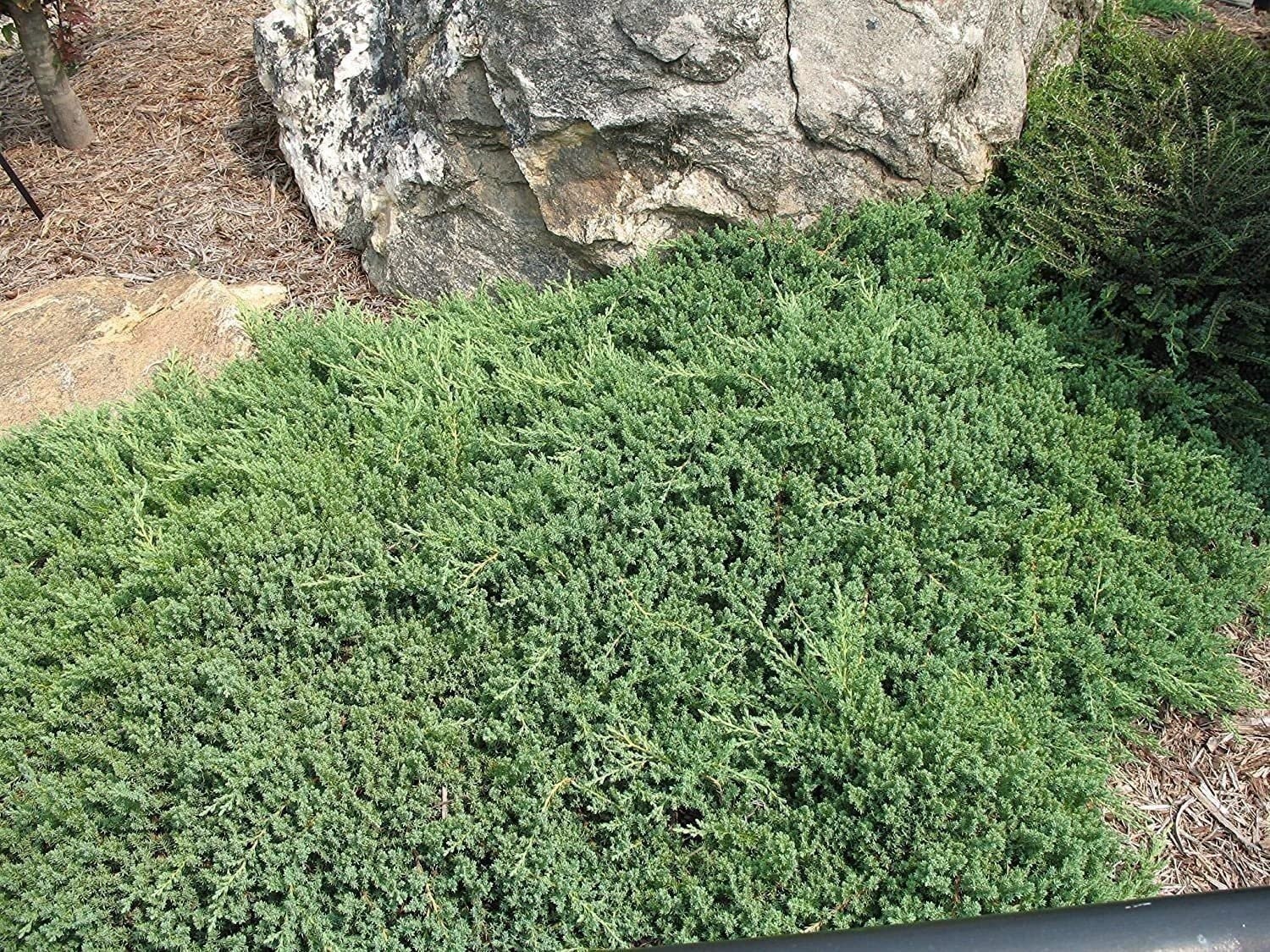 Juniper Procumbens Nana | 2 Inch | Juniperus procumbens | Groundcover Plant