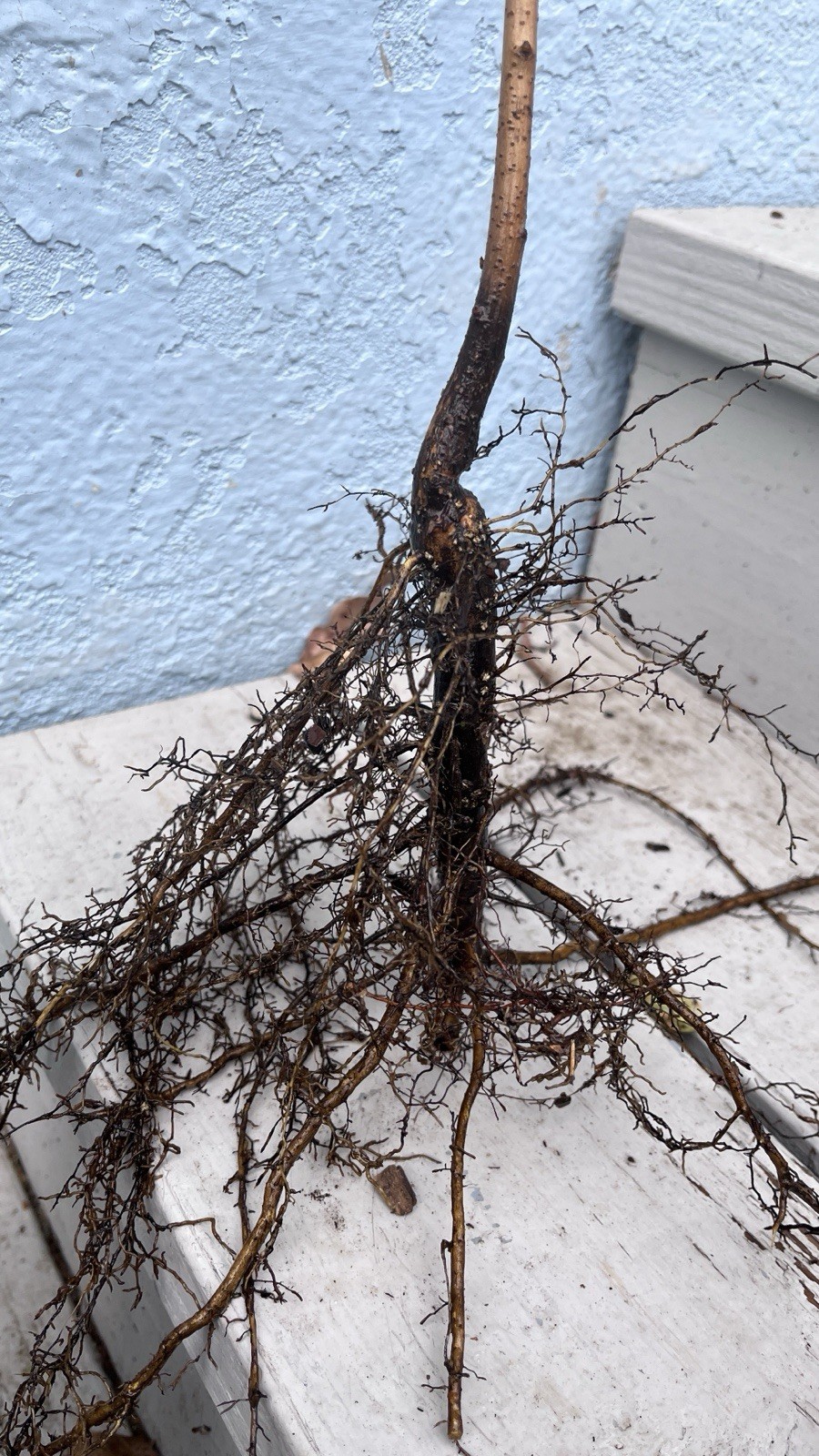 2-3 year old Black walnut tree, Julans Nigra, edible nuts