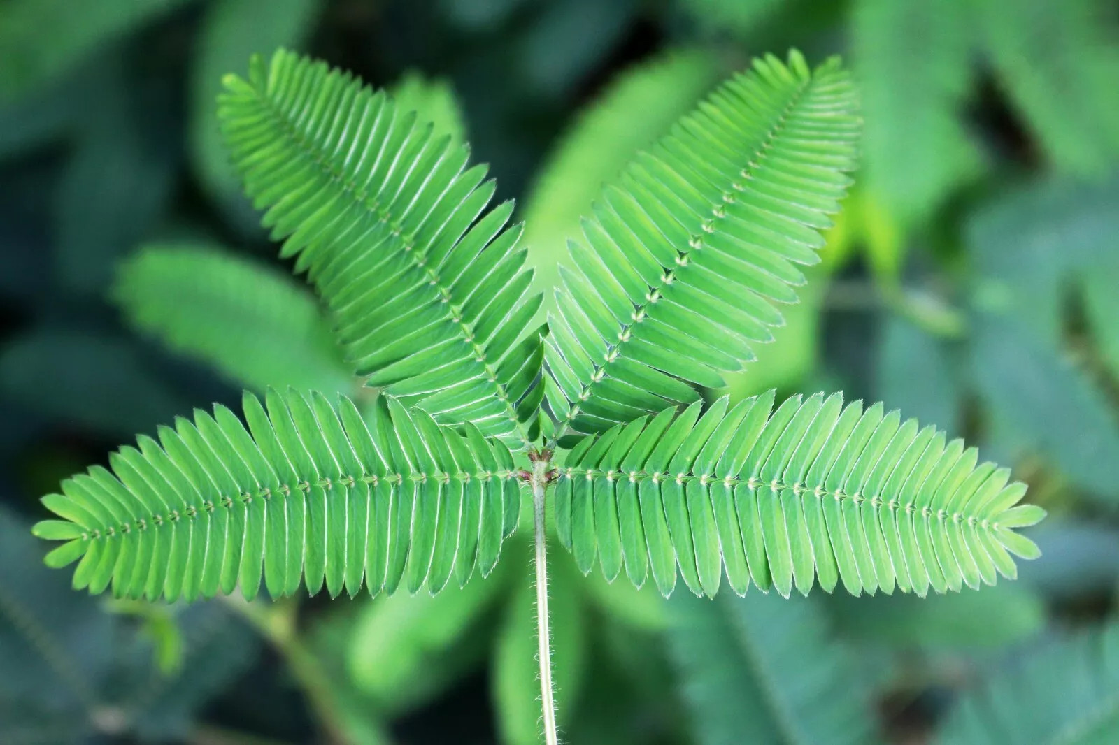 Medicinal herb “Shy flower” Mimosa Pudica sensitive plant 50+SEEDS USA POST