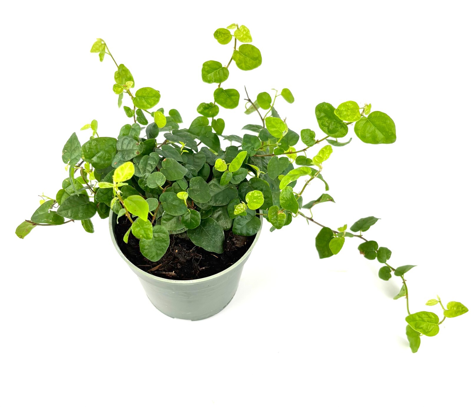 Creeping Fig Houseplants Ficus Pumila, 4″ Pot
