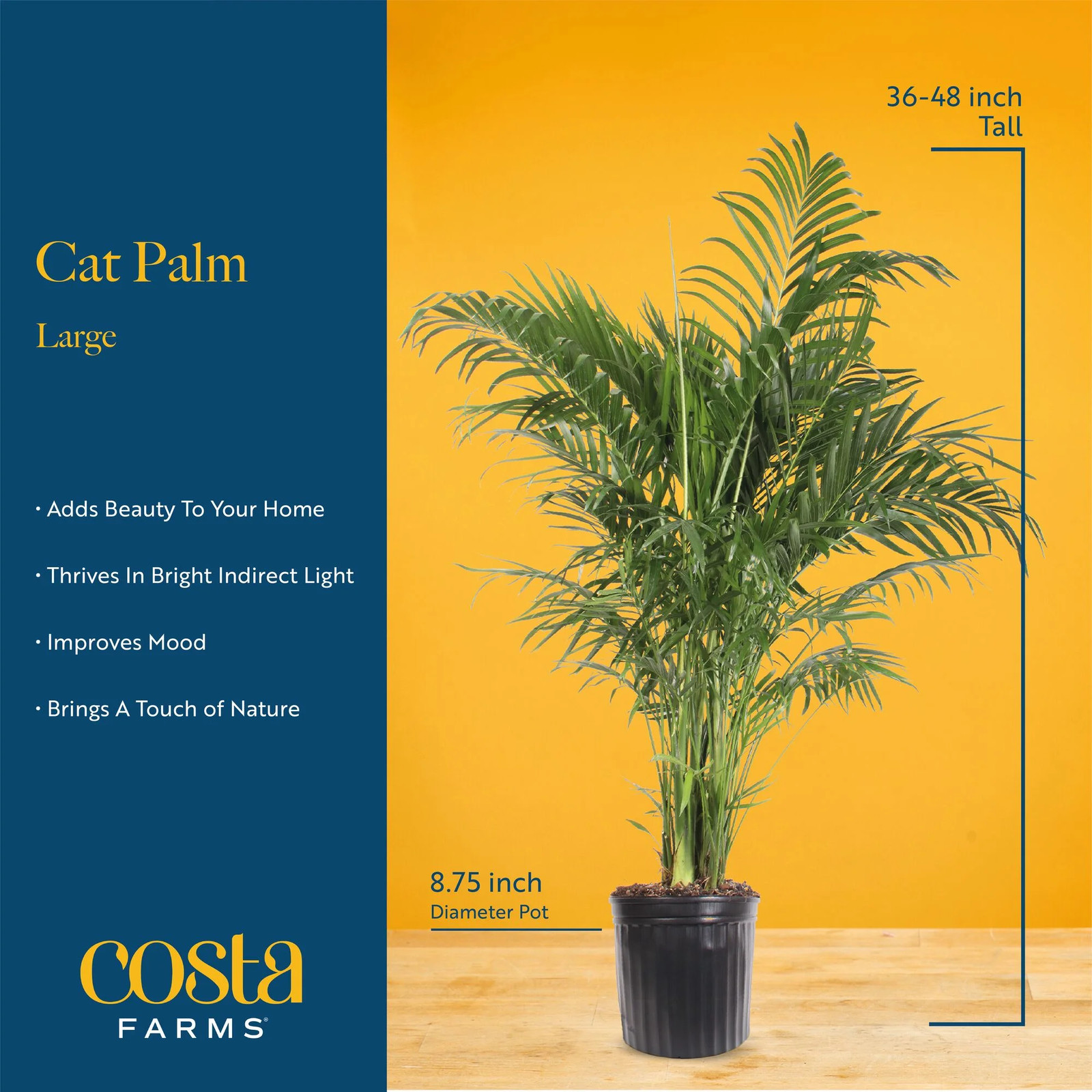 36-48″ Tall Cat Palm, Bright Indirect Sunlight, Indoor Live House Plants in Nurs