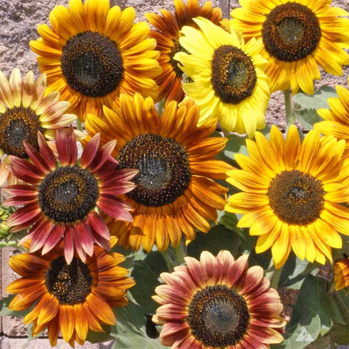 Sunflower DWARFIE DWARF MIX Butterflies Bees Birds Goldfinches Non-GMO 50 Seeds!