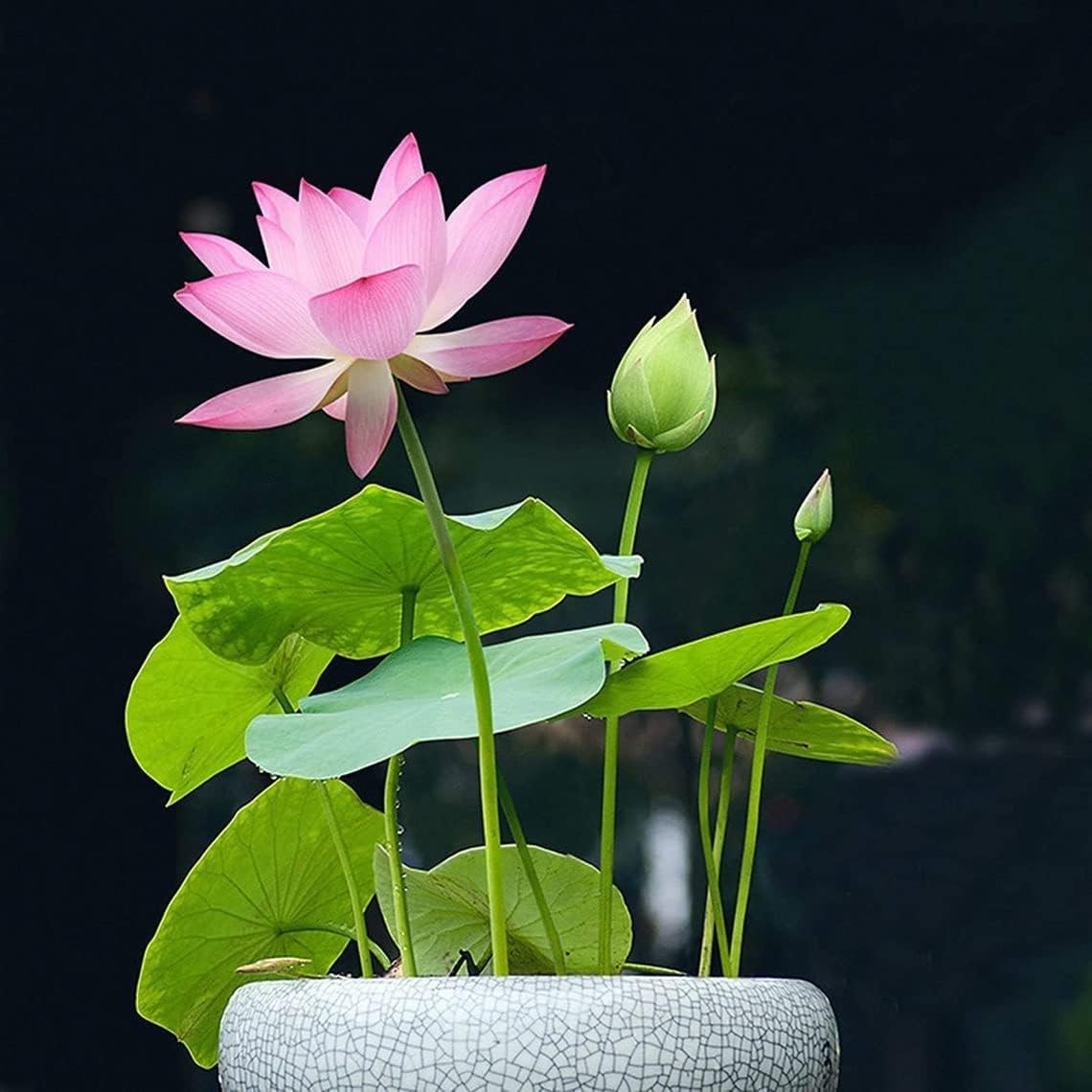10pcs Mixed Pink, Red & Green Color Bowl Lotus Seeds for Planting Beautiful Wate