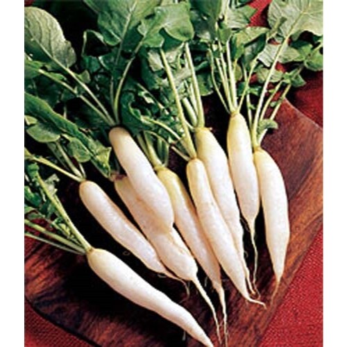 Radish White Icicle Great Heirloom Vegetable By Seed Kingdom 1 Oz Seeds