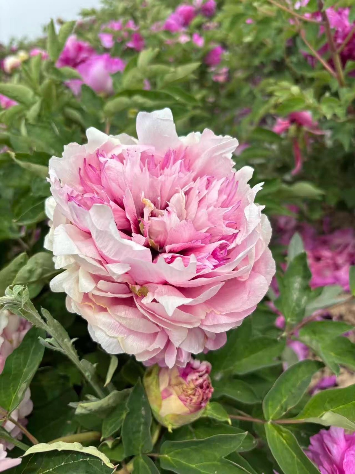“Peace & Prosperity” multicolor large flower tree peony