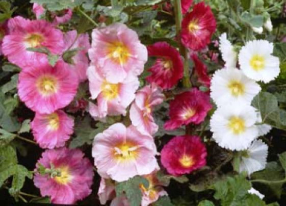 HOLLYHOCK SINGLE MIX 25 FRESH SEEDS FREE SHIPPING