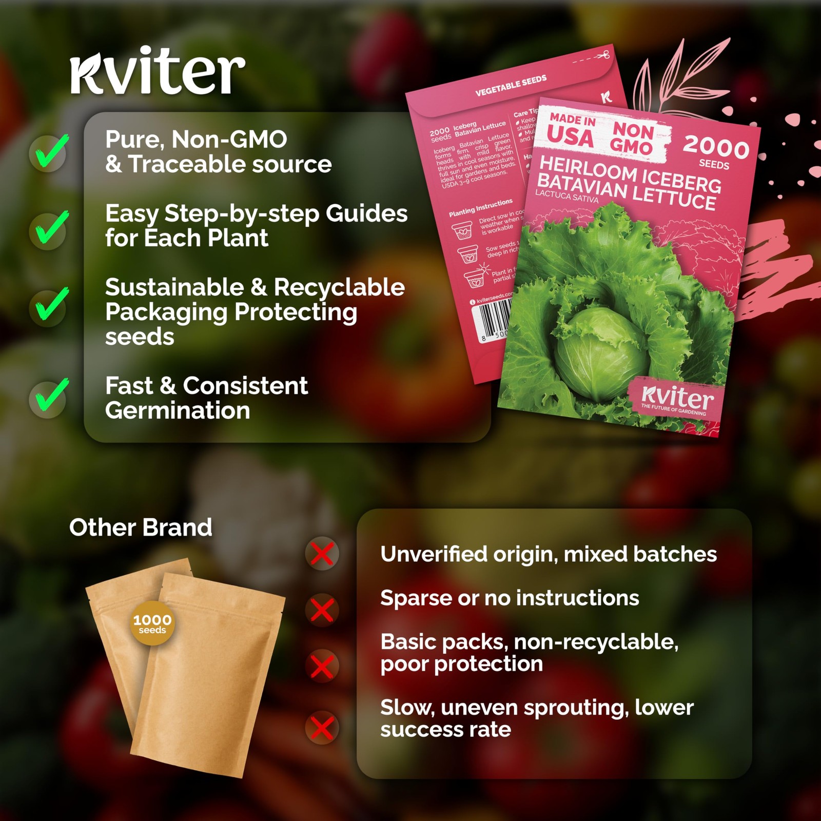 KVITER 2000 Iceberg Batavian Lettuce Seeds (Lactuca Sativa)