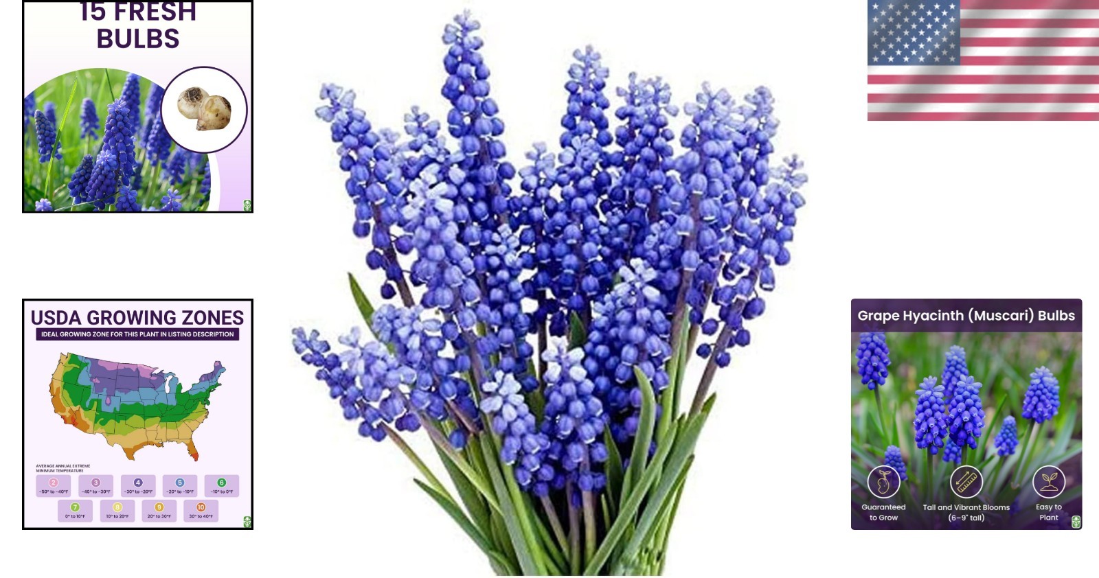 15 Pet-Friendly Grape Hyacinth Bulbs – Vibrant Blue Flowers for Spring