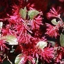 Loropetalum Plum Delight | 3 Gallon | Loropetalum chinense | Low Maintenance
