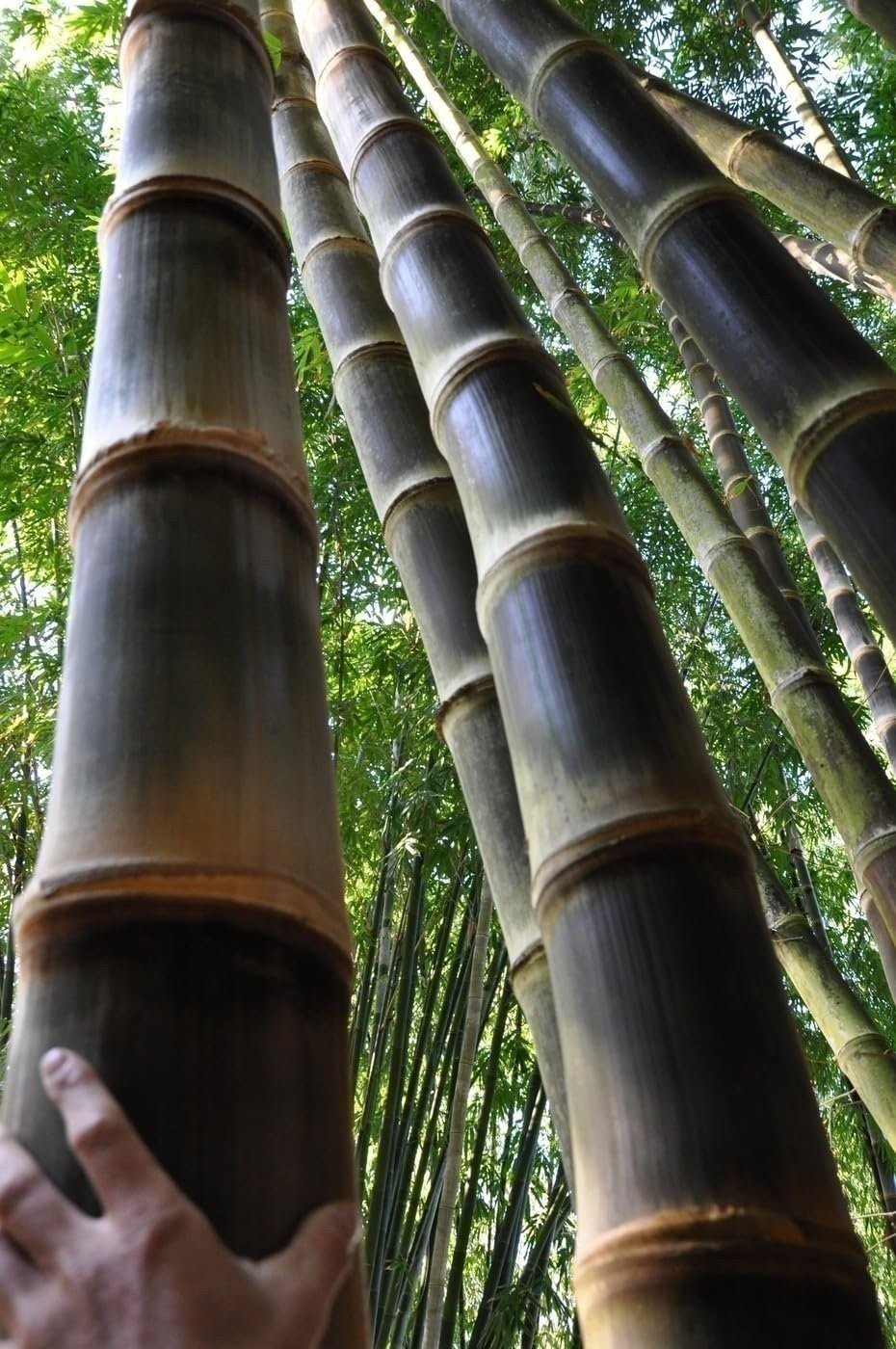 Dendrocalamus Asper Hitam Black Bamboo | Live Plants | Exotic Tropical Decor…