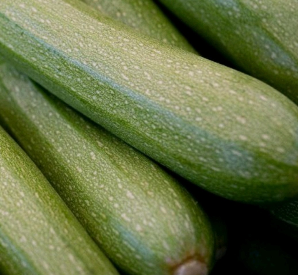 40+ Grey Zucchini Seeds **Fresh Seeds** ~~Free Shipping~~