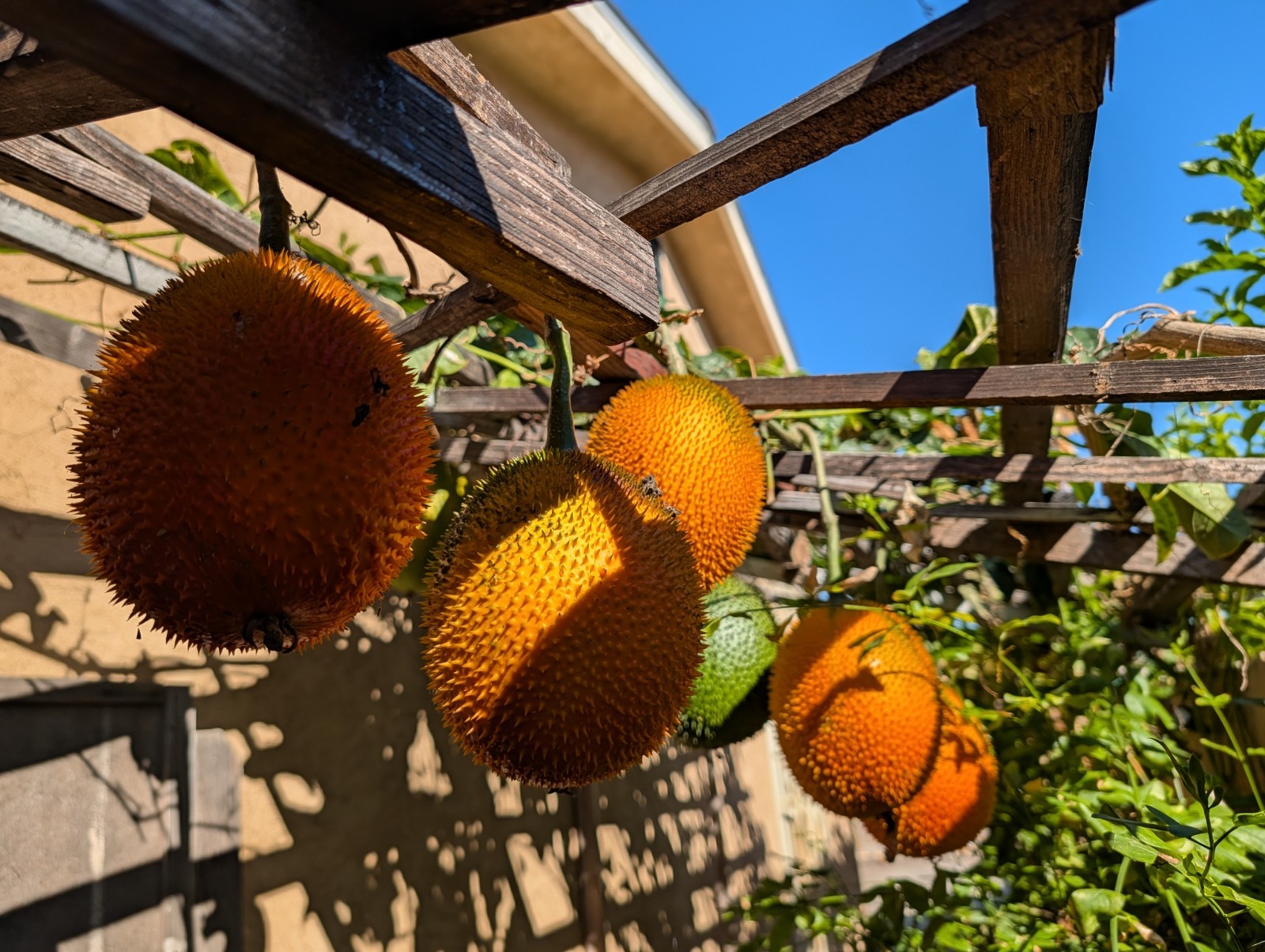 Dec 2025 Harvest | 10 Gac Fruit Seeds | Momordica Cochinchinensis | Hạt Trái Gấc