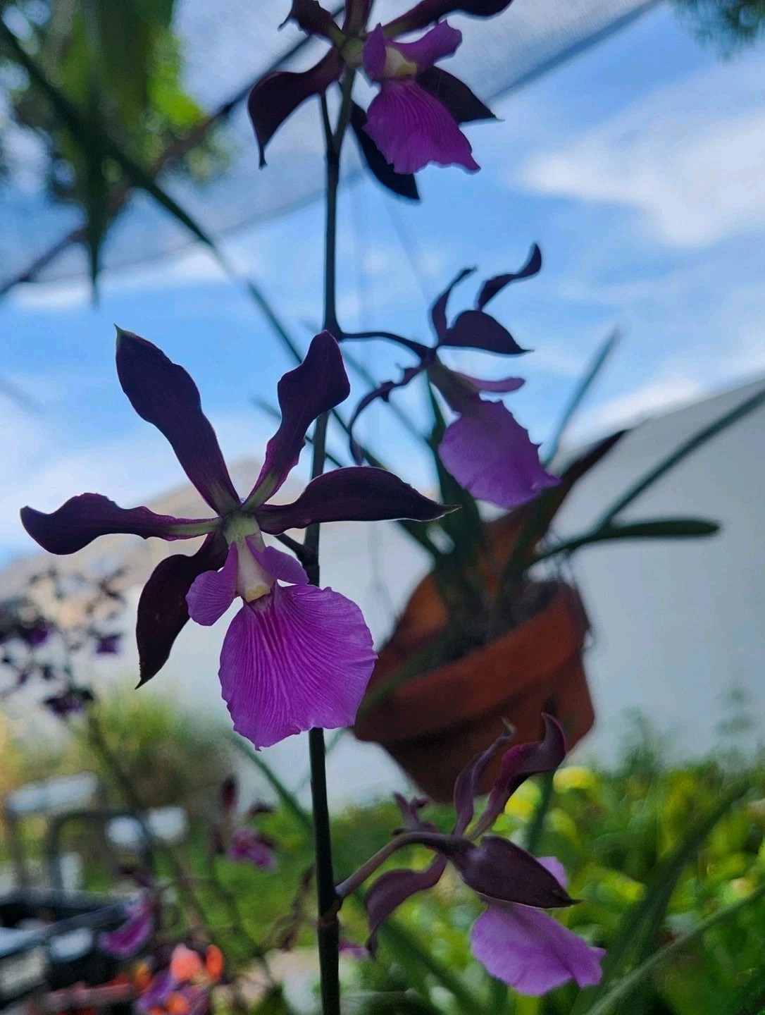 Encyclia Rioclarense 6″ Pot BS Division