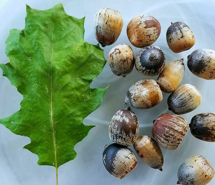 50 Seeds Eastern Black Oak ACORNS Seeds T82.3 – Quercus velutina