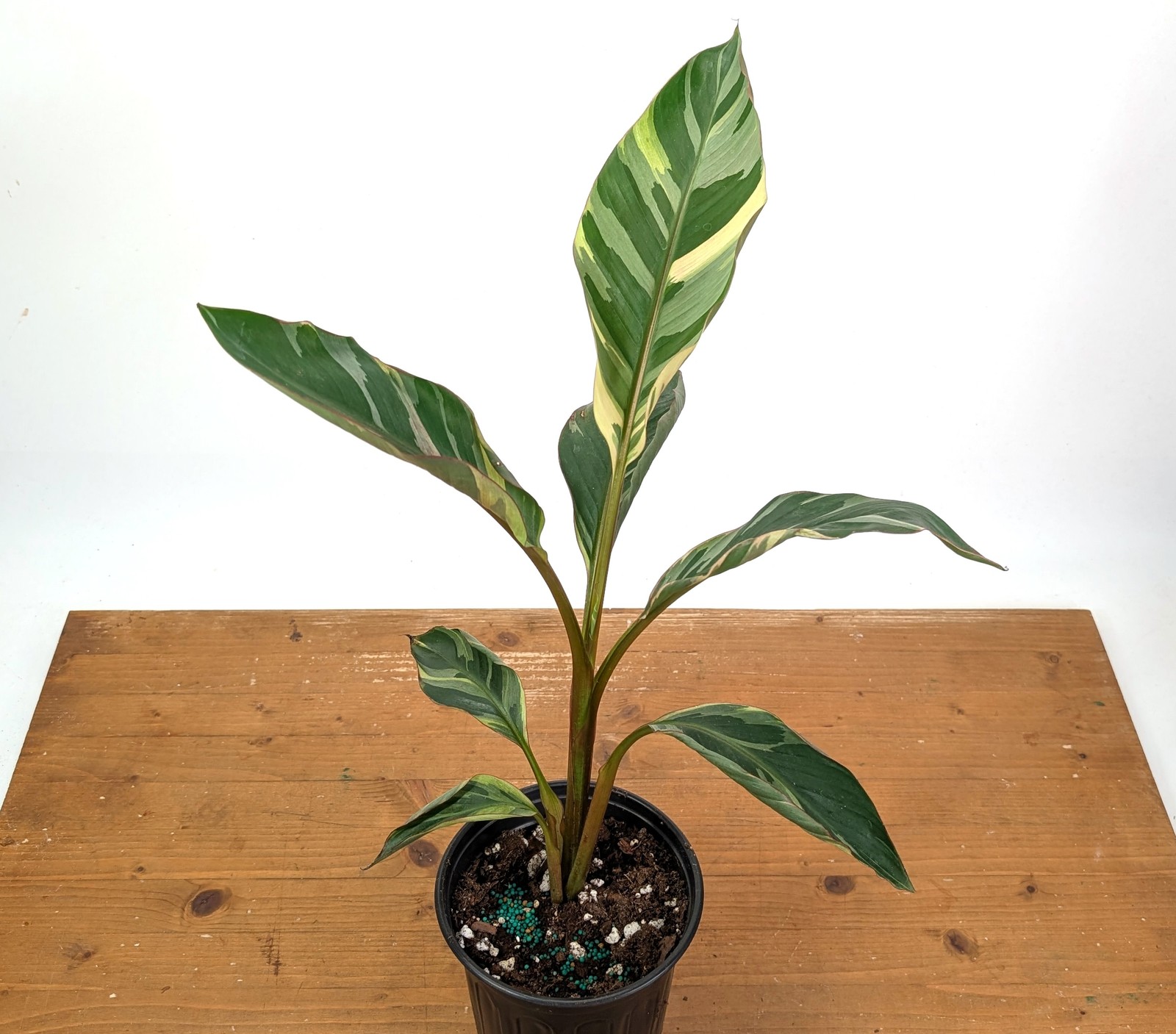 Musa Nono Pink Variegated Banana Tree