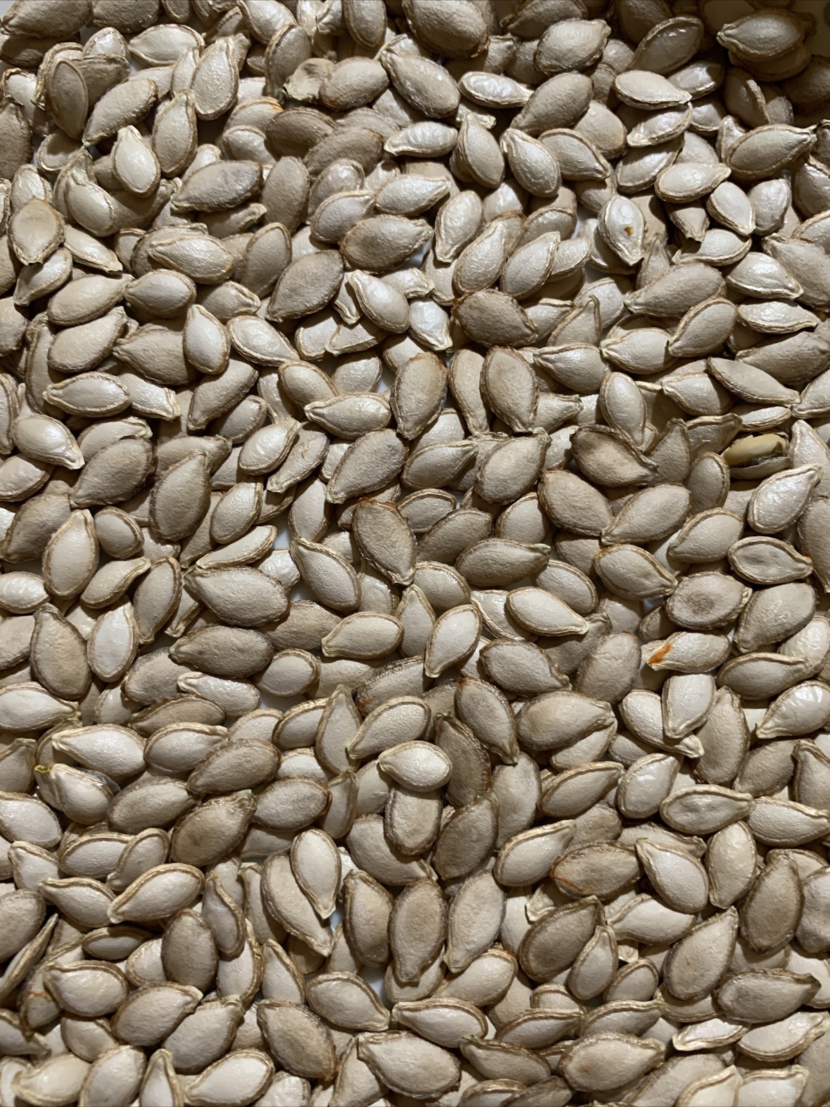 20 long Pumpkin Seeds 2023 fall fresh 番瓜倭瓜 种子