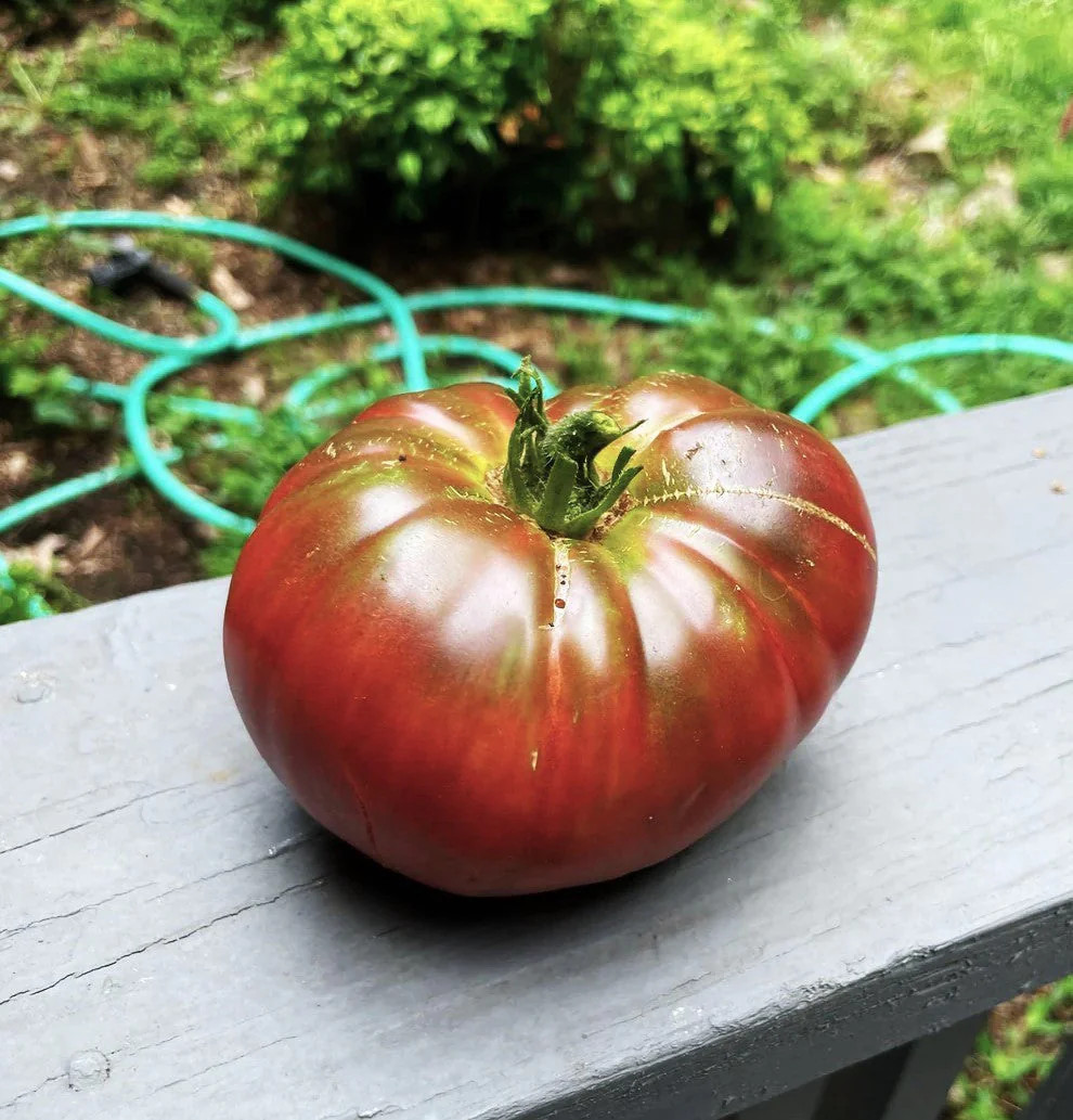Cherokee Purple Tomato Seeds – For 2025 Planting Heirloom Beefsteak Native Large