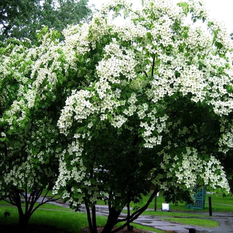 Kousa Dogwood Tree Live Plant 12-18 Inch Tall in Quart Pot, White Flowering