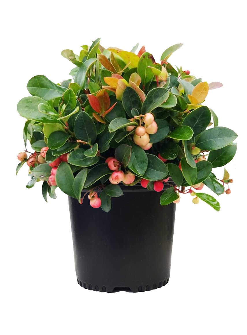 Green Promise Farms Gaultheria Procumbens Wintergreen Evergreen White Flowers