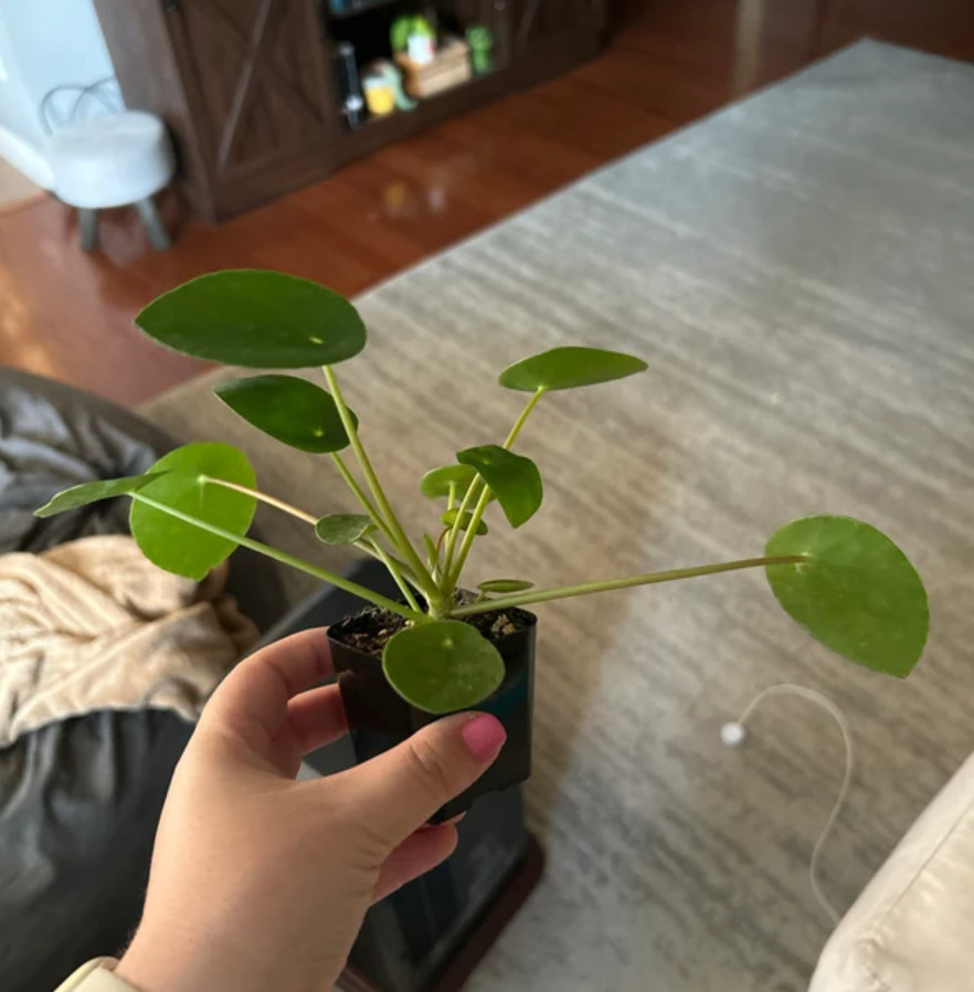 Live Pilea Peperomioides – Chinese Money Plant – 2” Pot – Easy Care Indoor