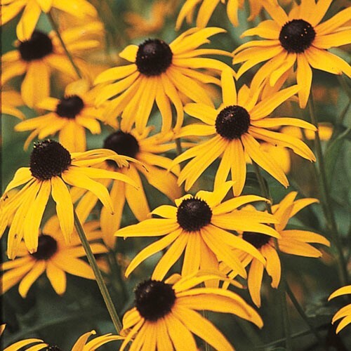 BLACK-EYED SUSAN 25 FRESH FLOWER SEEDS FREE USA SHIPPING