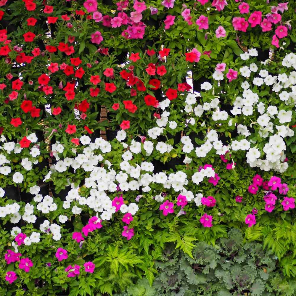 2000 Seeds Periwinkle Vinca Seed Mix For Planting – Dwarf Little Mix Ground