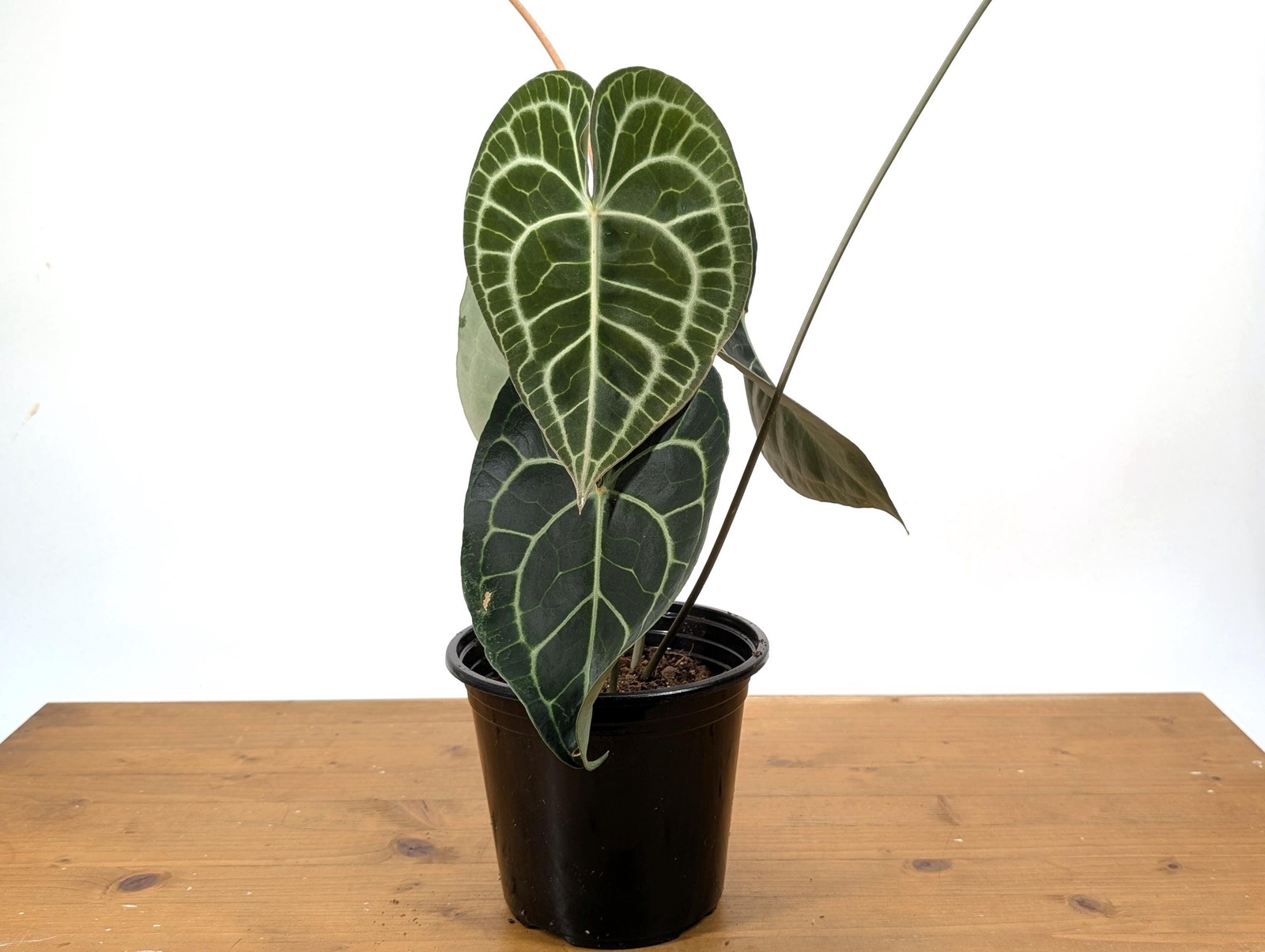 XL Anthurium Clarinervium 8-12″ tall in 6 Inch Nursery Pot