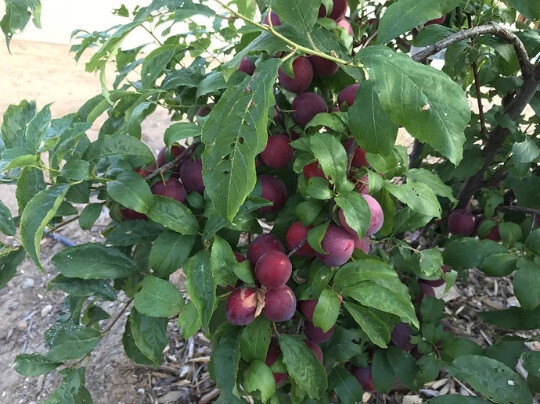 Sweet Pluerry scions/cuttings  (plum x cherry hybrid)