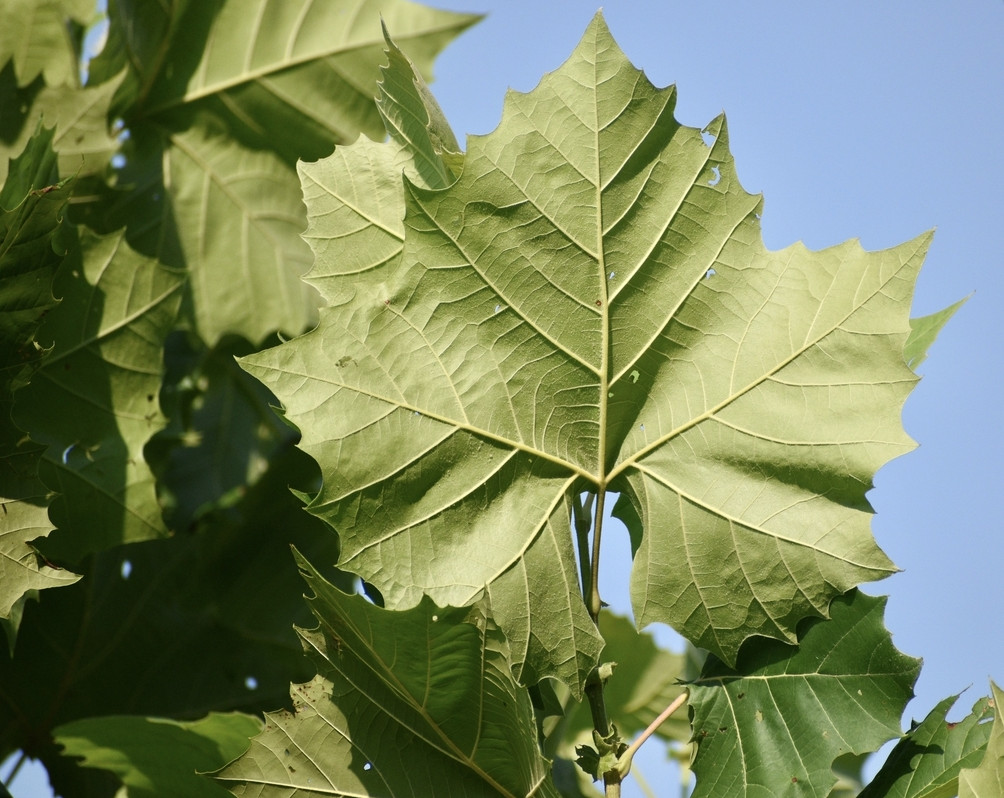American Sycamore Tree – Quart Pot Live Plant – Platanus occidentalis for Shade