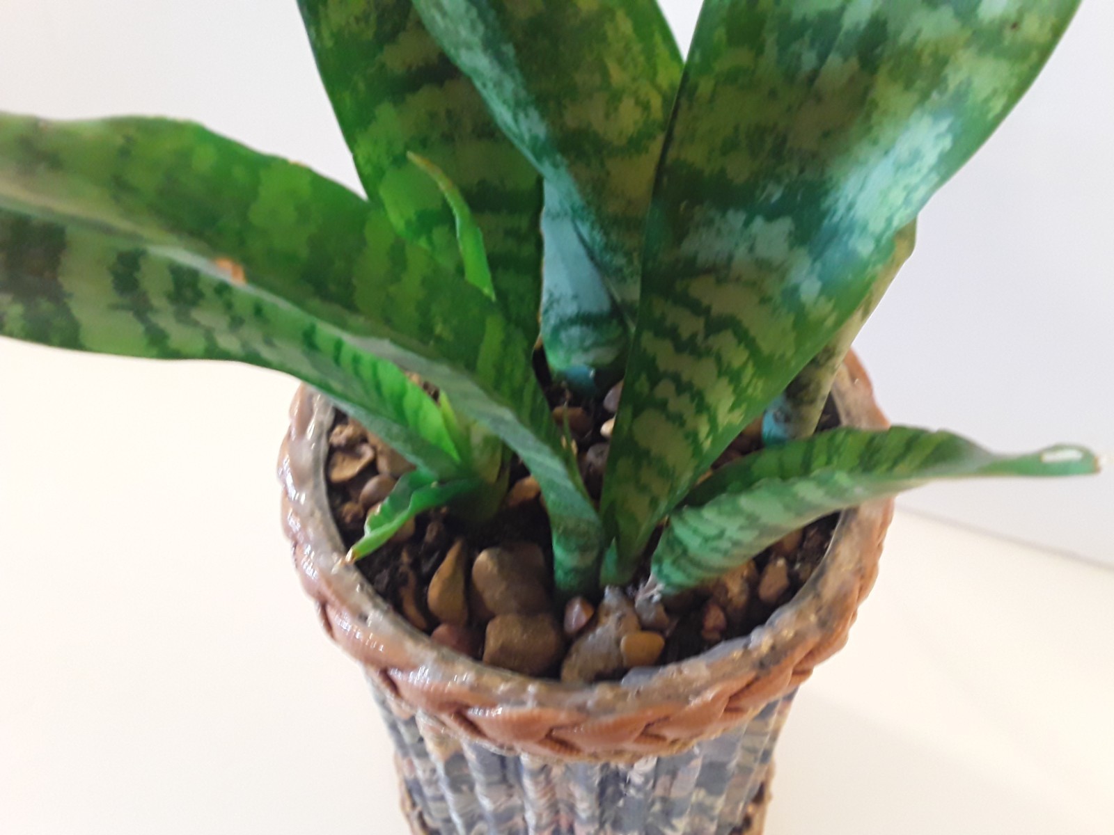Sansevieria Snake Plant- 4 Healthy Rooted Plants in 6″x4″ Crafted Container