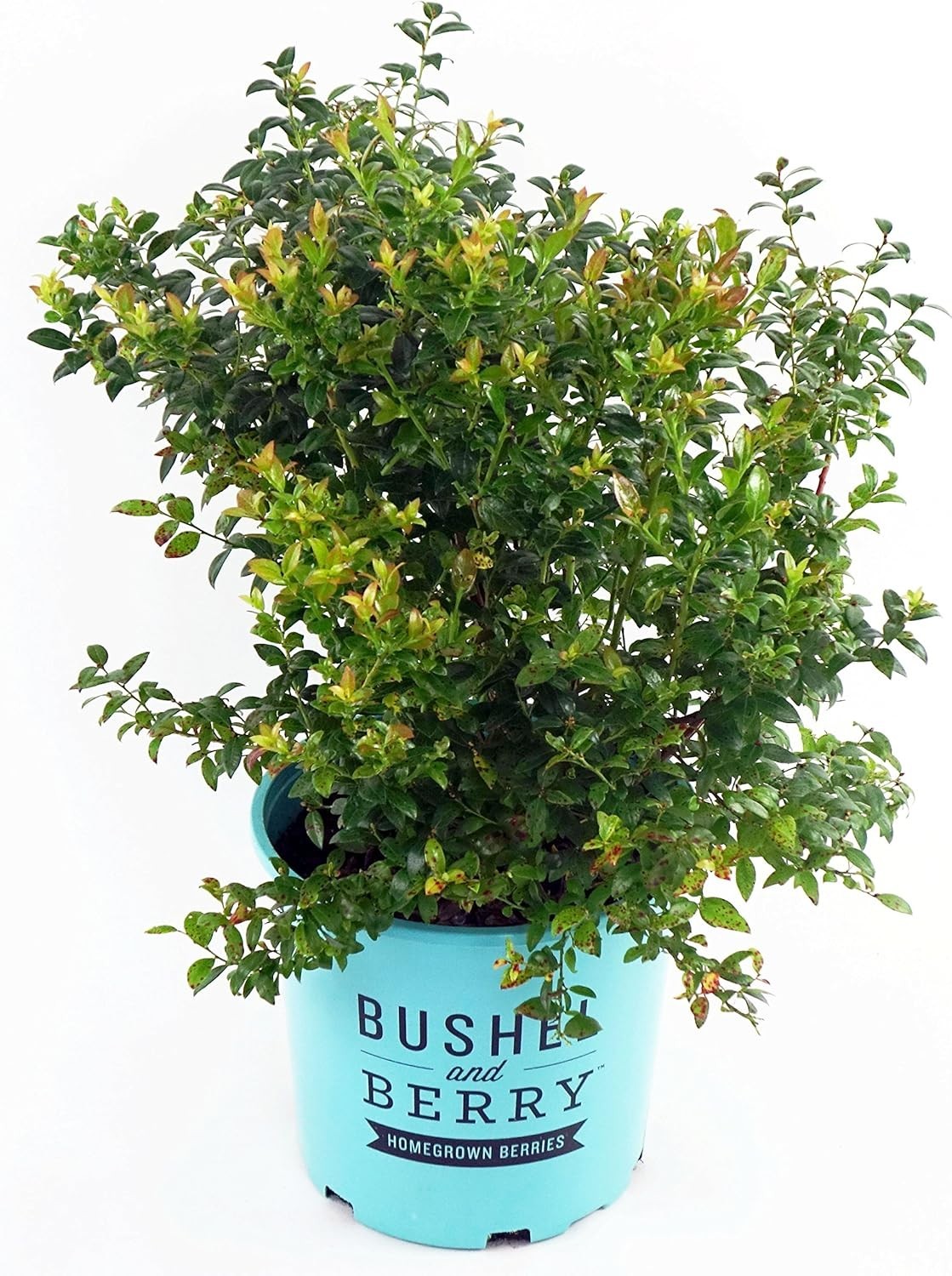 Blueberry Shrub 2-3 ft in Size Container with Dark Green Leaves Blueberry Glaze
