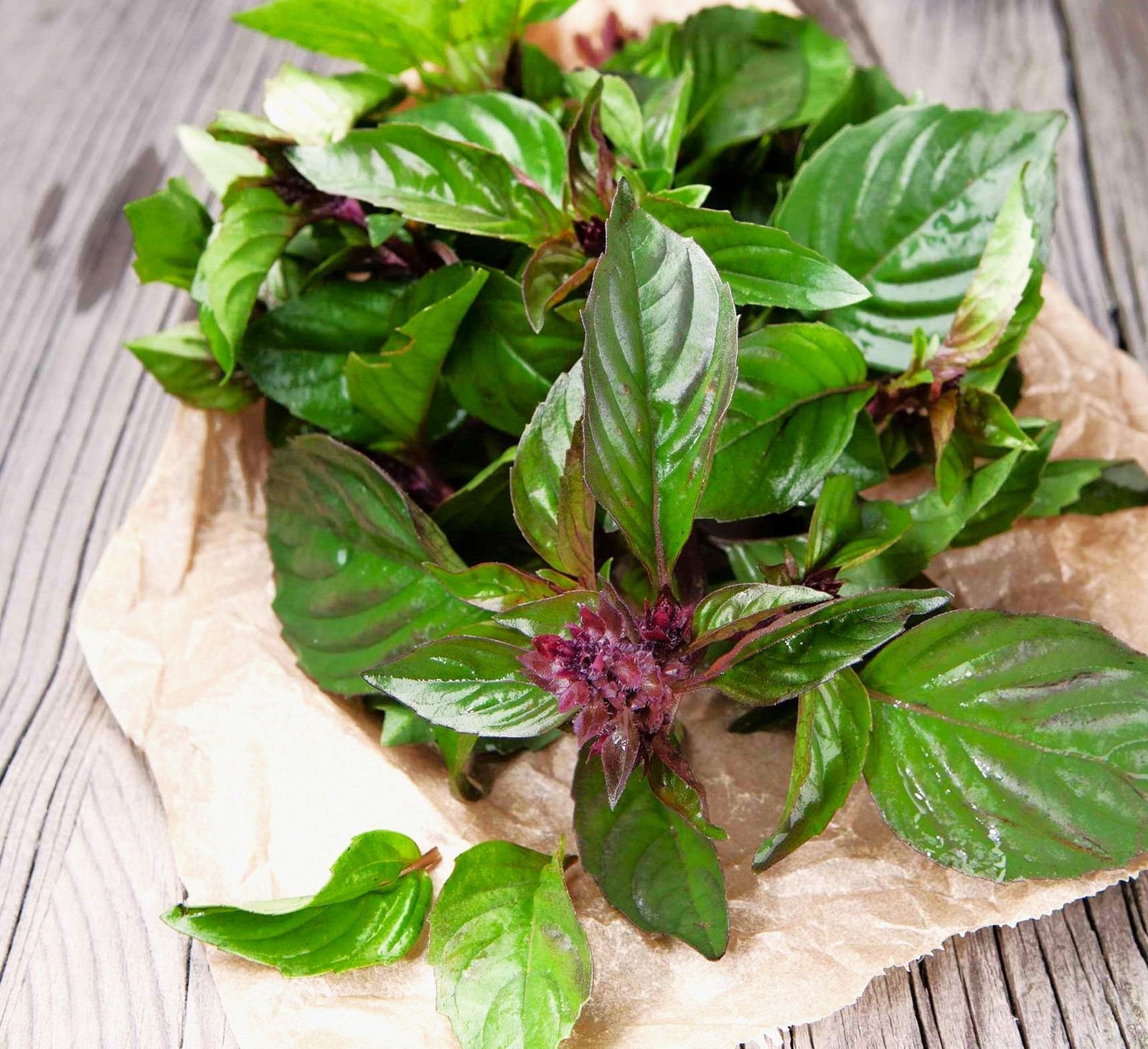 Siam Queen Thai Basil Seeds | Horapha Bai Krapao Plant Herb 2024 Fast Shipping
