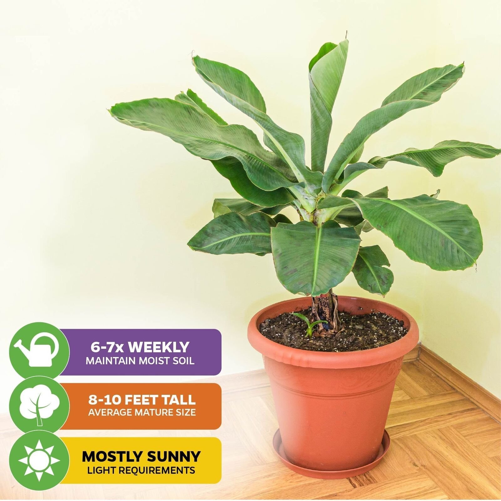 Dwarf Cavendish Banana Tree – Musa – Live Plant