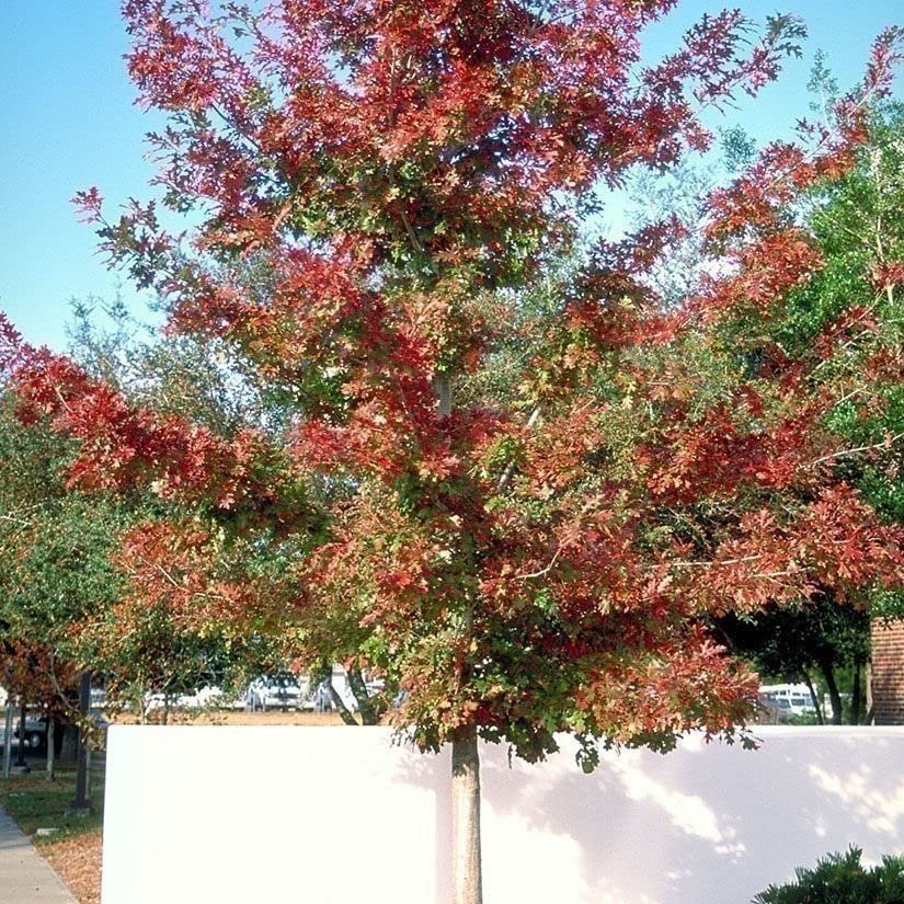 Shumard Oak | 2 Inch | Quercus shumardii | Low Maintenance | Hardy Plant